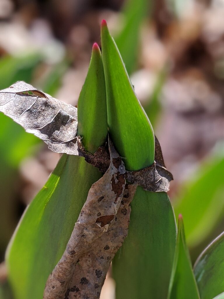 Two young tulip leaves with small red tips have pierced the same fallen leaf from last year, and are held close to each other, as if in an embrace, by the leaf.